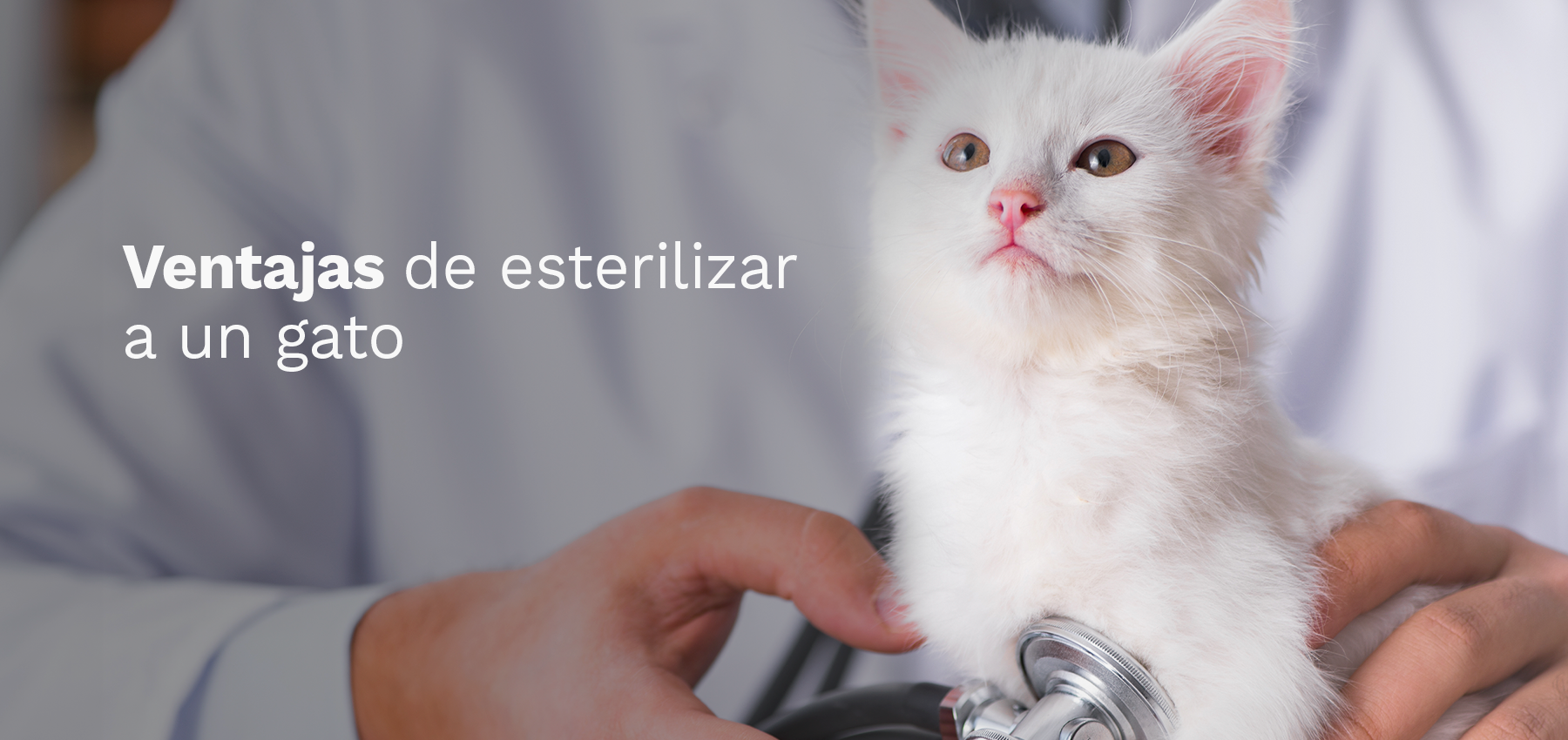 Ventajas de esterilizar a un gato